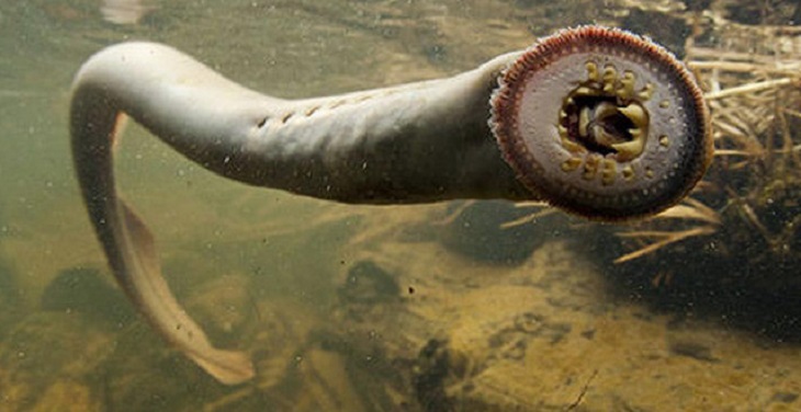 Billions of strange creatures swam in India's sacred river yesterday ...