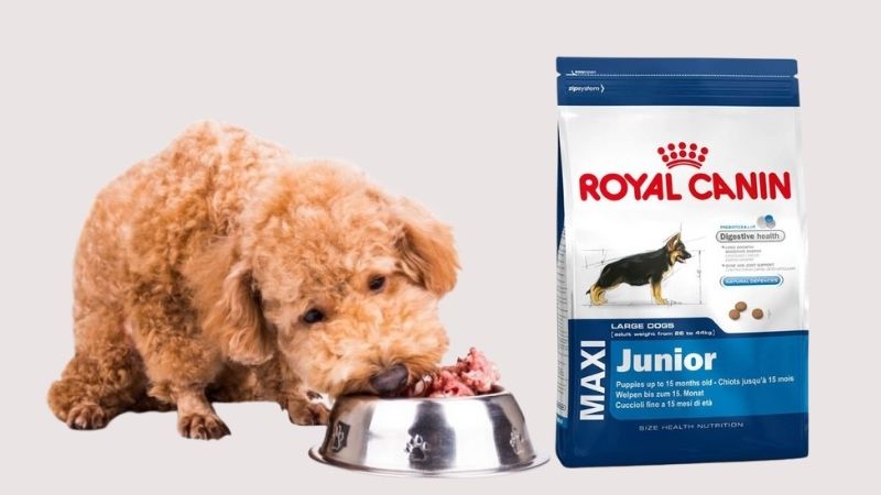 Royal Canin Club Junior A3