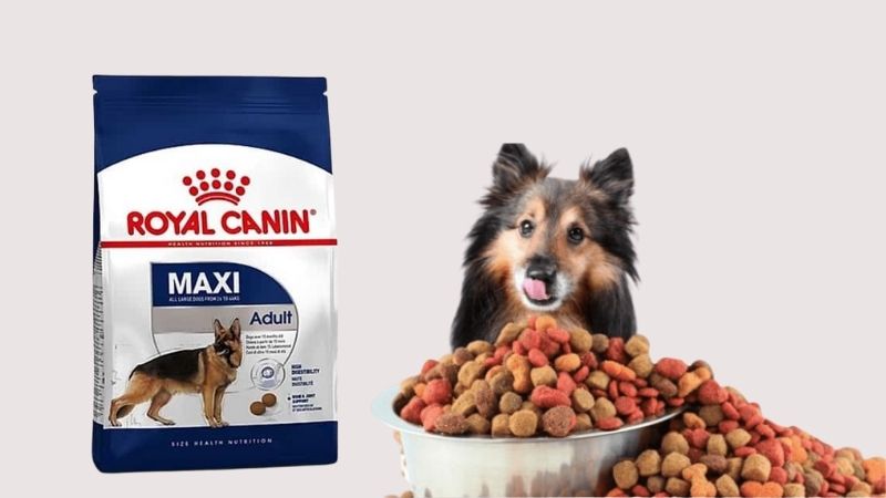 Royal Canin Maxi Adult