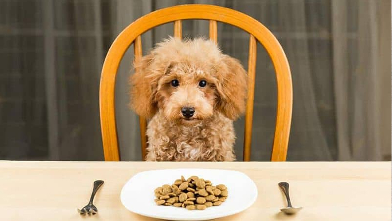 Cách sử dụng thức ăn cho chó Smartheart theo từng độ tuổi
