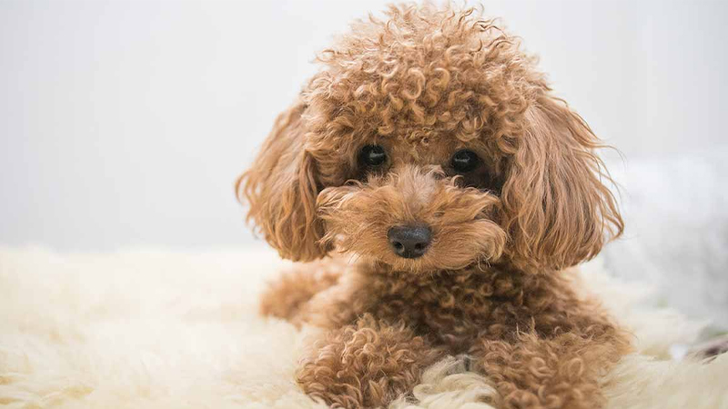 Tìm hiểu giống chó Poodle: Nguồn gốc, đặc điểm, cách nuôi, bảng giá