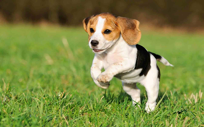 Chó Beagle