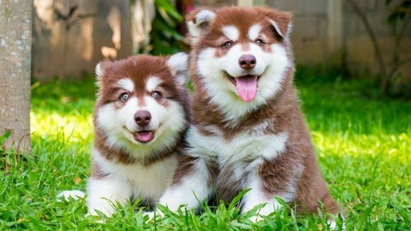 Chó Alaskan Malamute