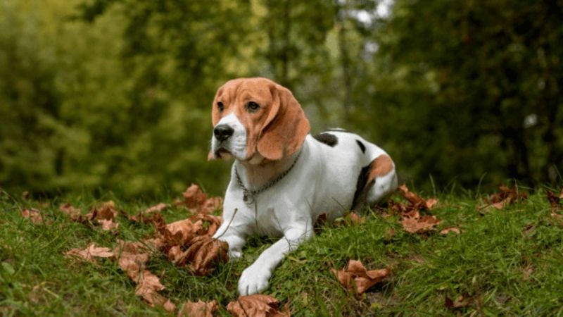 Chó Beagle