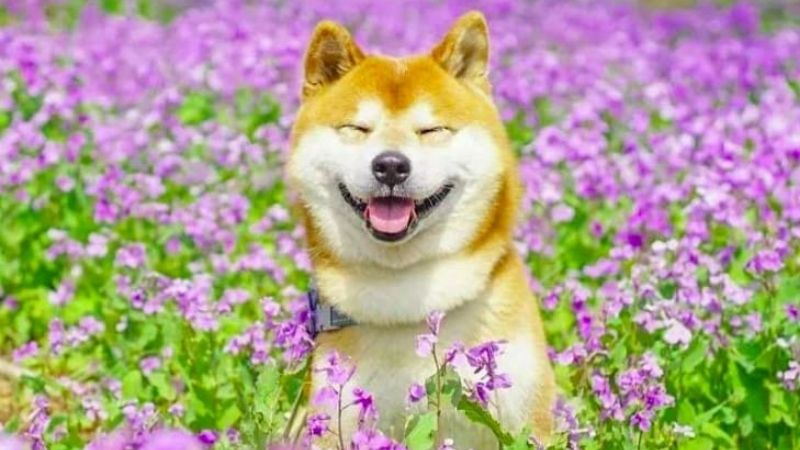 Chó Shiba Inu