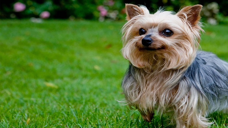 Top 10 smallest dog breeds in the world, just looking at it makes you want to hold it