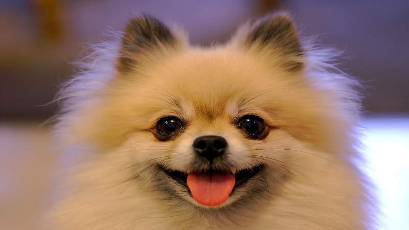 Phốc sóc Pomeranian