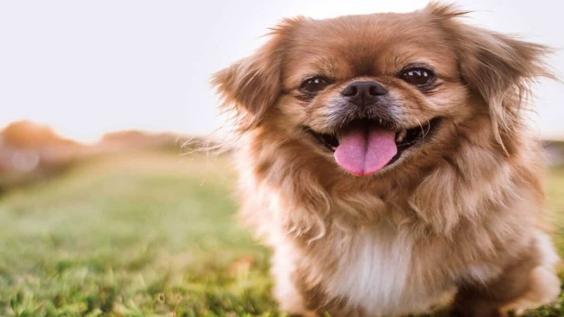 Pekingese