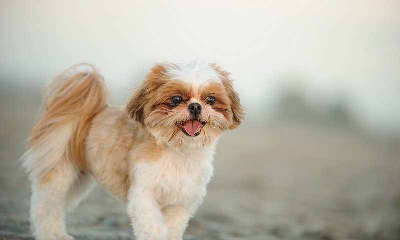 Shih Tzu