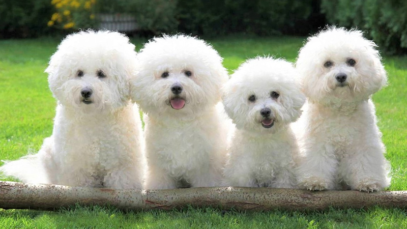 Bichon Frise