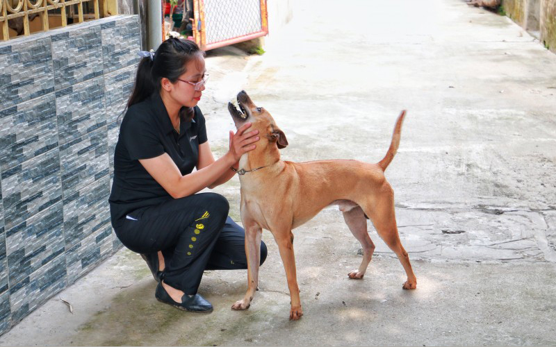 Mô hình nuôi chó cảnh tại Việt Nam