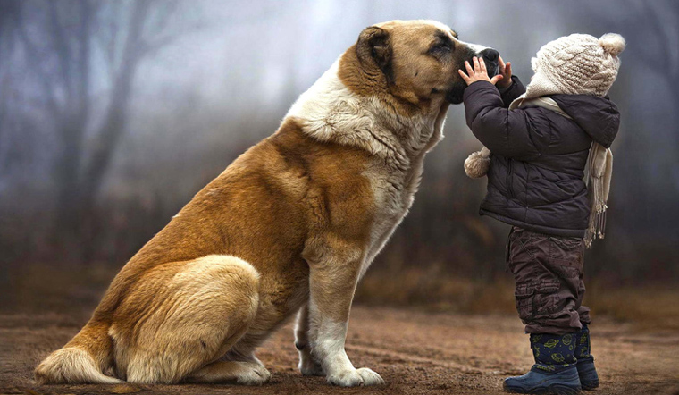 Người yêu có thể không nhưng chó phải có 1 con? 10 lợi ích khi nuôi chó