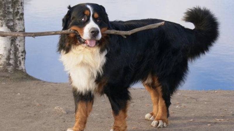 Chó núi Bernese