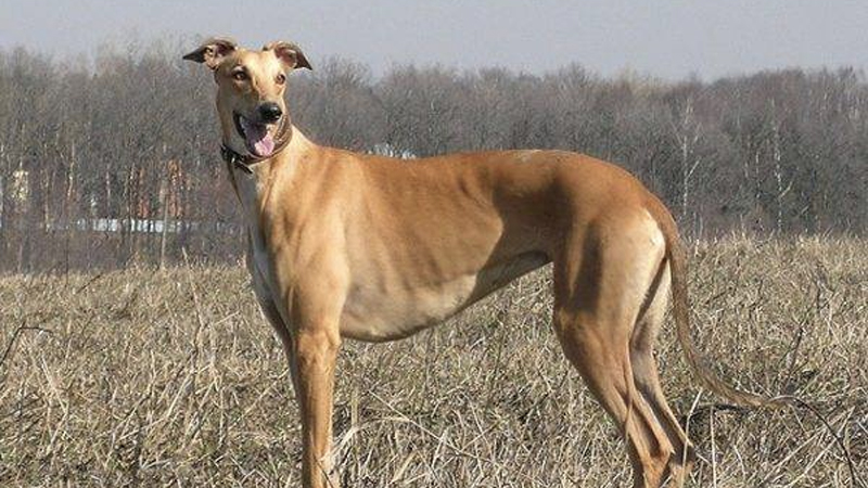 Greyhound