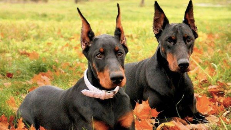 Doberman