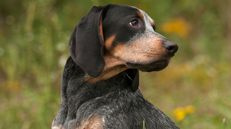 Bluetick Coonhound