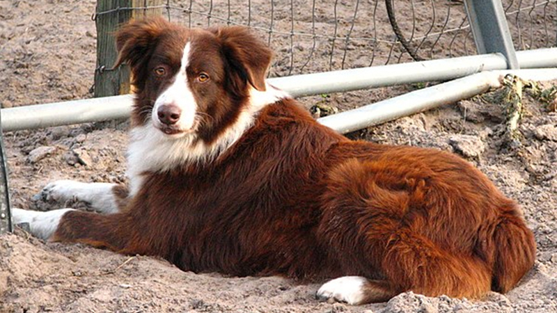 Australian Shepherd Dog