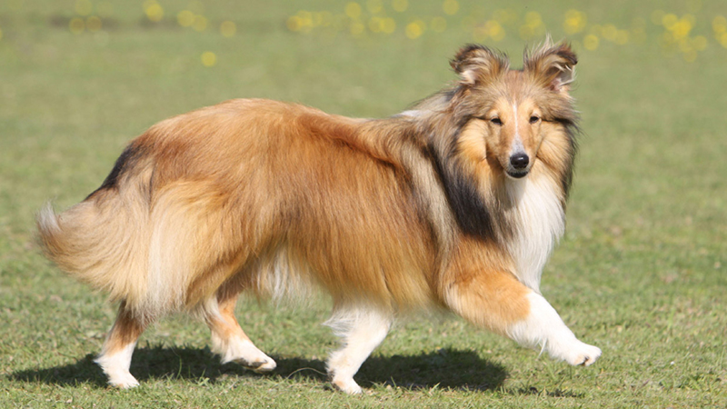 Chó chăn cừu Úc Australian Shepherd