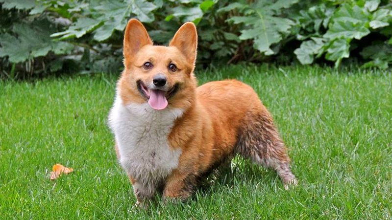 Tìm hiểu về giống chó Corgi: Nguồn gốc, đặc điểm, cách nuôi, bảng giá