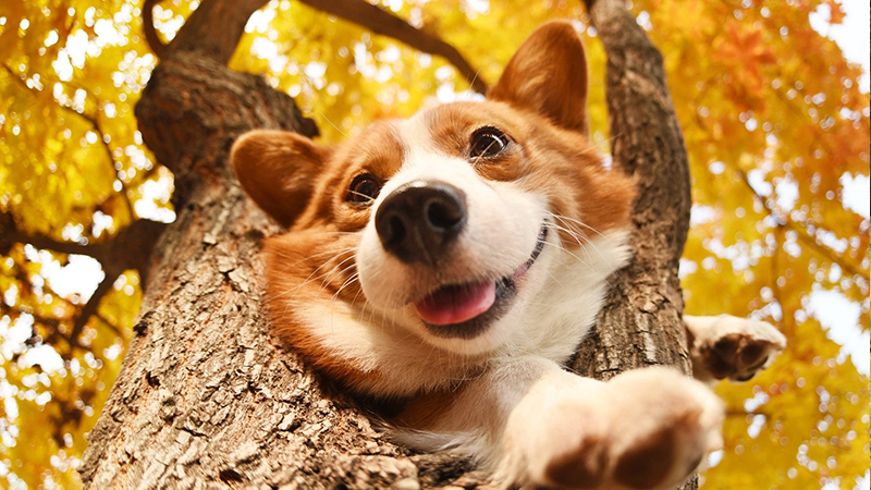 Chó Corgi: Một chú chó nhỏ tuy ngoại hình bụ bẫm nhưng vô cùng đáng yêu và năng động. Hãy xem hình ảnh của chú chó Corgi cùng nhảy múa và chơi đùa với bạn để được thưởng thức sự vui tươi và dễ thương.