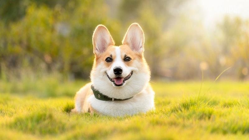 Top 500+ Hình ảnh chó ngầu lòi cute nhất 2023 - Chăm Sóc Thú Cưng