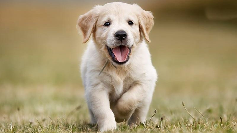Tìm hiểu giống chó Golden: Nguồn gốc, đặc điểm, cách nuôi, bảng giá
