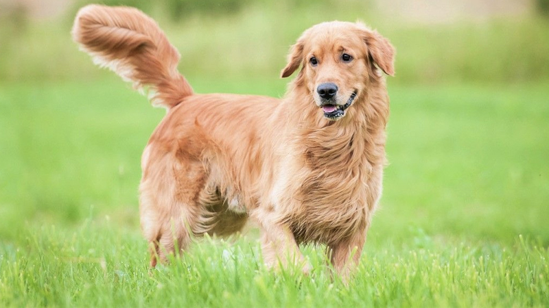 Giống chó Golden có thể sống ở nhiều điều kiện khác nhau