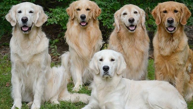 Popular Golden Dog coat colors