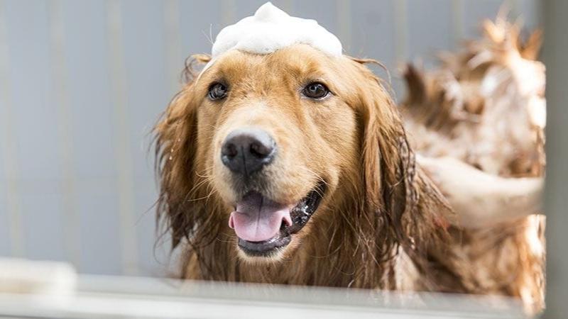 Bathe Golden Dog regularly