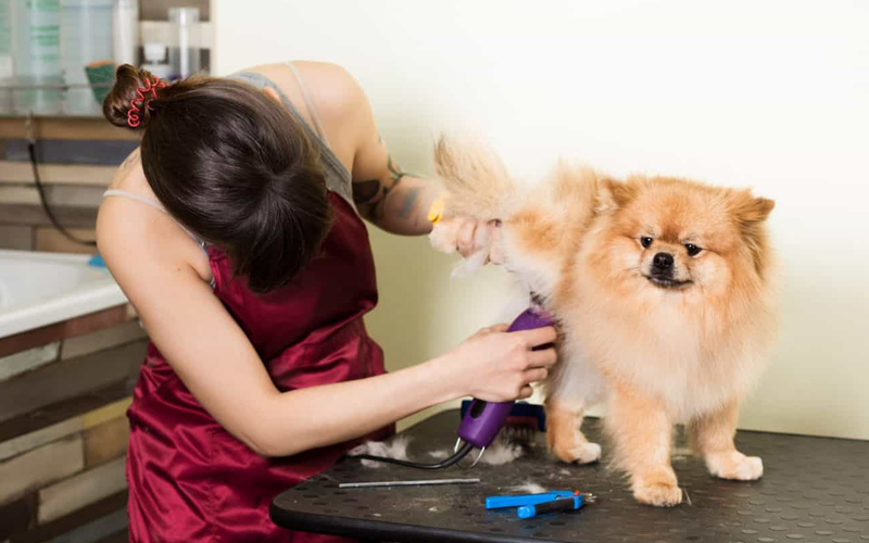 Cách chăm sóc chó Nhật