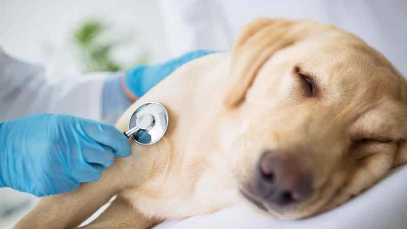 Can dog disease spread to humans?