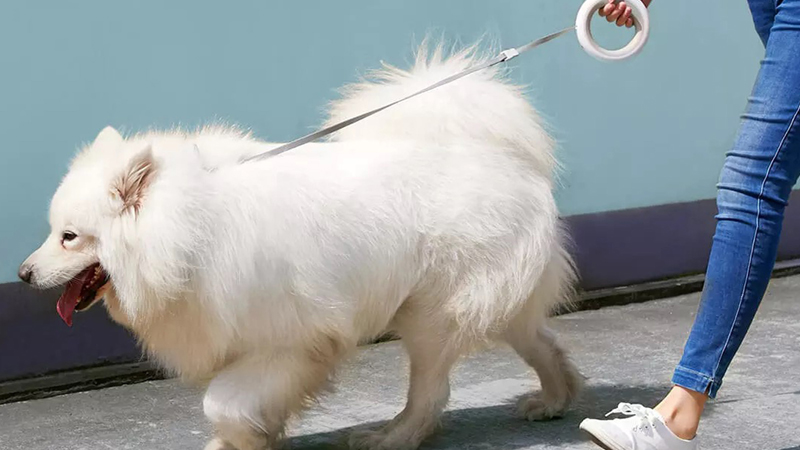 Cách chăm sóc, vệ sinh chó chó Samoyed