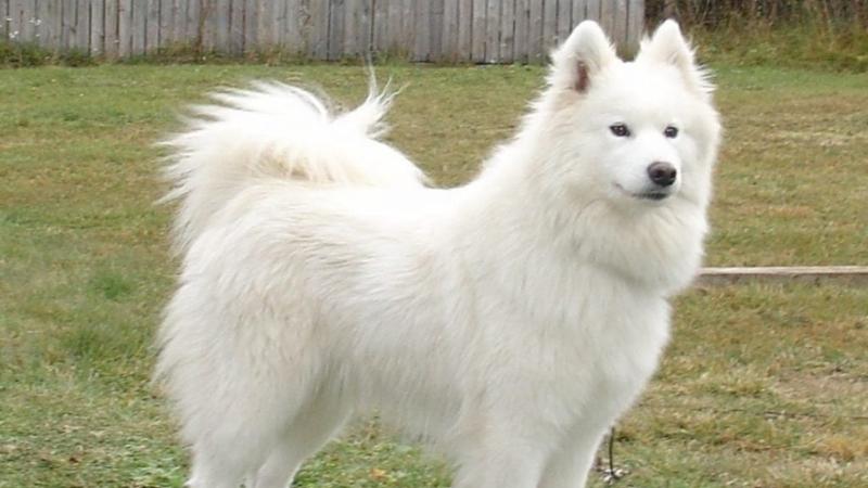 Các vấn đề về sức khoẻ chó Samoyed thường gặp