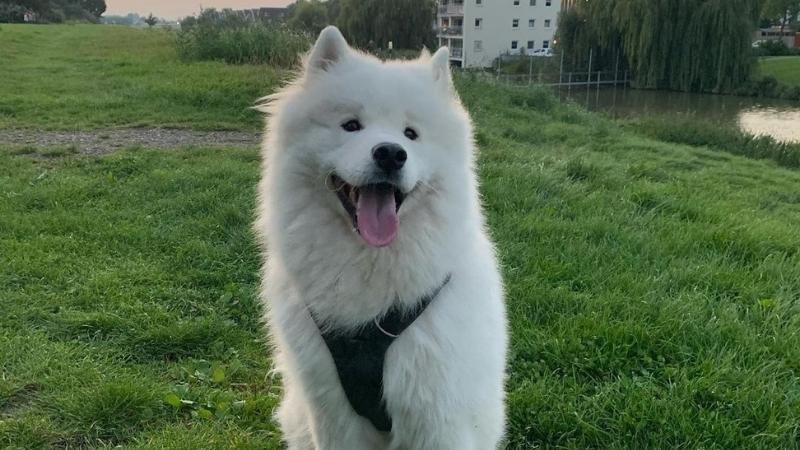 Lưu ý khi nuôi chó Samoyed