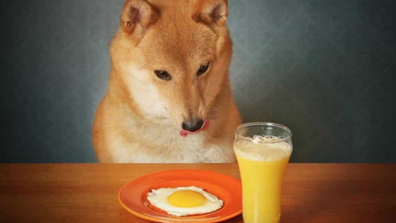 Chế độ dinh dưỡng phù hợp với chó Shiba Inu