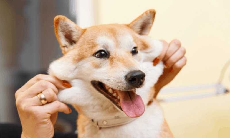 Vấn đề sức khoẻ của chó Shiba