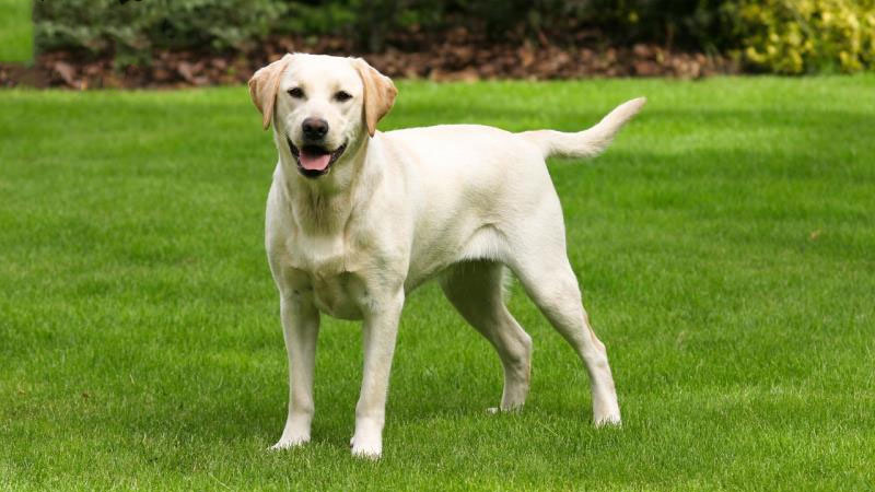 chú chó labrador retriever màu trắng đứng cười tươi trên bãi cỏ xanh
