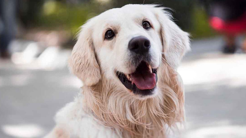 Chó Labrador là giống chó hiền lành, ngọt ngào và rất thông minh