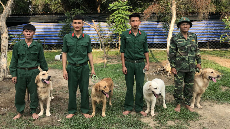 Cách huấn luyện chó Labrador