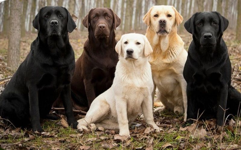 Chó Labrador Retriever có tổ tiên là Greater Newfoundland, có nguồn gốc từ Canada