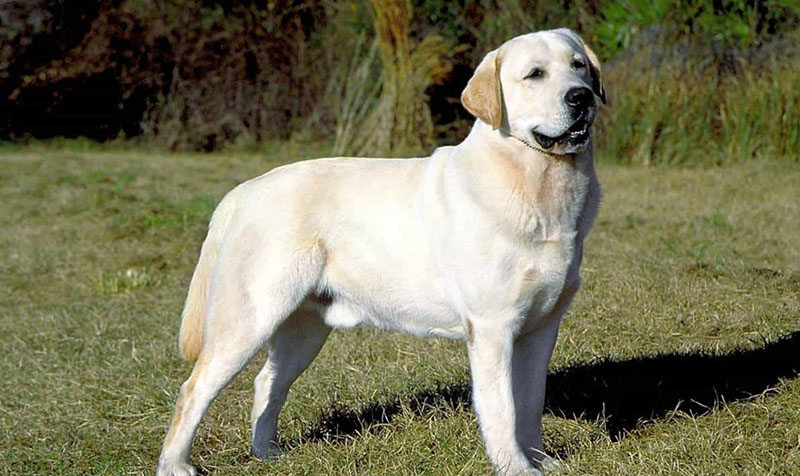 Chó Labrador nổi tiếng với tính cách ngọt ngào, thân thiện với con người