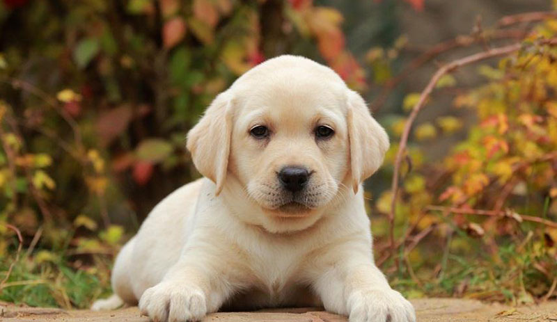 Giá bán của chó Labrador