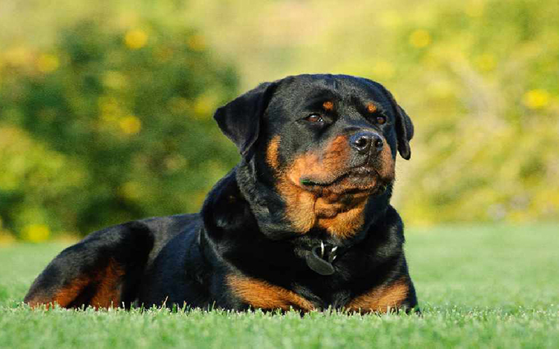 một chú chó đen to lớn nằm thư giãn trên bãi cỏ