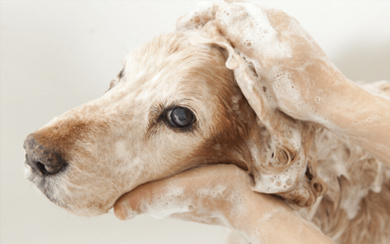 Một số biện pháp phòng ngừa ve chó hiệu quả