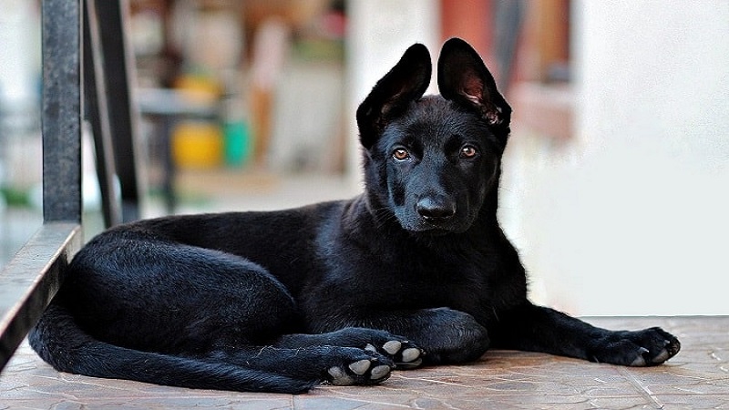 Hình ảnh con chó đen Bộ ảnh đáng yêu đẹp  Dr Khỏe Review