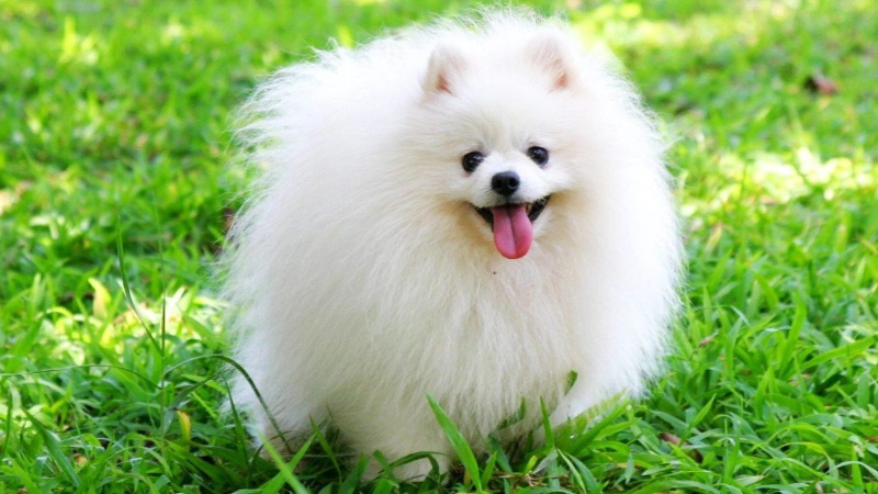 Nguồn gốc của chó Pomeranian Nguồn gốc của chó Pomeranian