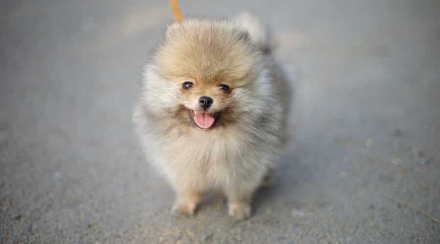 Chó Phốc Sóc (Pomeranian): \