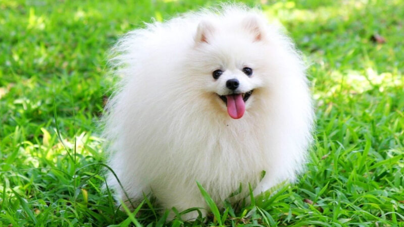 Chó Phốc sóc (Pomeranian): Nguồn gốc, đặc điểm, giá bán