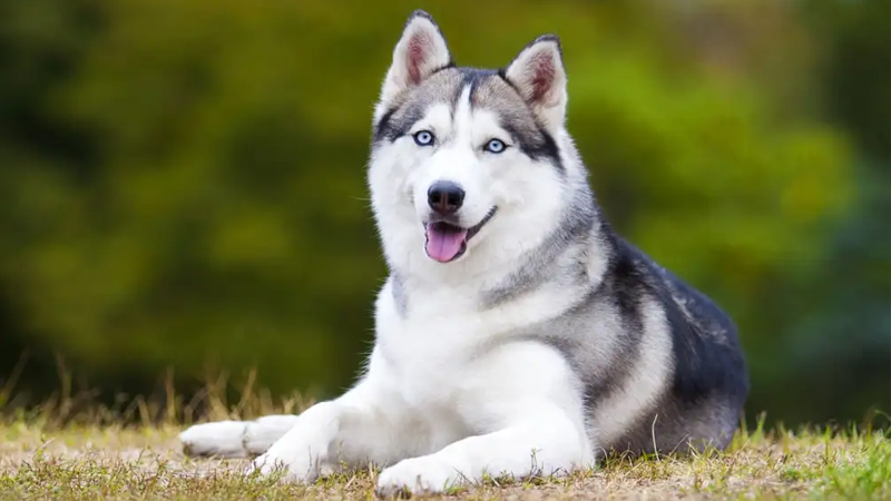 Huấn luyện chó Husky thực hiện các mệnh lệnh cơ bản