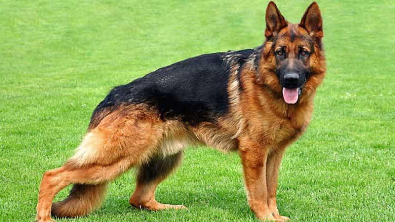 Chó Becge – Chó săn Đức